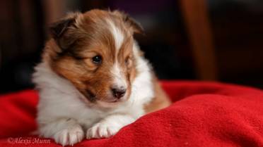 Canrosea Frey at 4.5 weeks.jpg