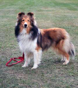 Canrosea Blondie A.jpg