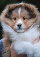 Canrosea Girl of EveMac litter Izzy at about 7 to 8 weeks.jpg
