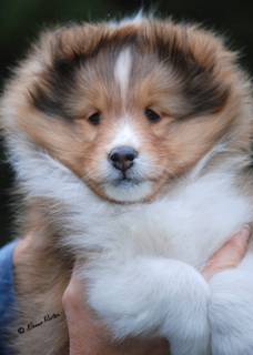 Canrosea Girl of EveMac litter Izzy at about 7 to 8 weeks.jpg
