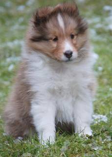 Canrosea Izzy C Jan 2019.jpg