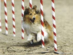 Canrosea Madie in the poles.jpg