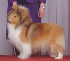 Canrosea madie championship.jpg